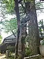 皮だけシイノキ（春季）