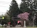 相内神社鳥居脇の桜
