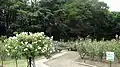 バラ園