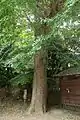 横浜市名木古木指定のイチョウの木