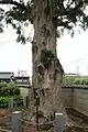 横浜市名木古木指定のカヤの木
