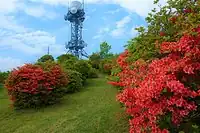 矢大臣山のヤマツツジ