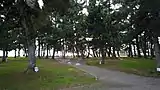 知内浜の松林