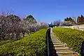 梅林