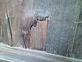 板戸