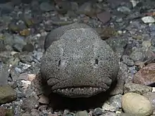 石化けしてピクリとも動かないアユカケ