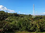 石垣山麓のミカン畑