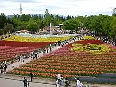 となみチューリップフェア