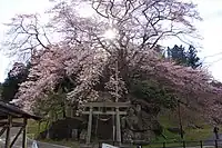 神殿神社の岩桜