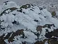 岩に付着した樹氷(福島県安達太良山)