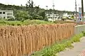 柵に掛けられた稲