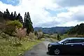 稲叢山遅咲きの桜