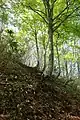 イワウチワの群落が広がる竜口登山道