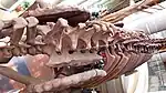 竜脚類のヌオエロサウルスの背中