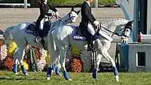 京都競馬場、第76回菊花賞(ホワイトベッセルとシロベエ)