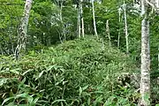笹が生い茂る急登