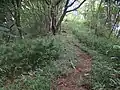 高低差のないかつての往来道トレイルの笹尾根