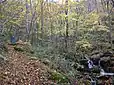 紅葉と渓谷の美しい登山道