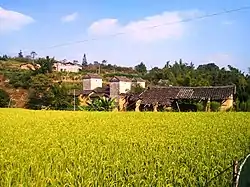 水墩鎮群豊村の水田