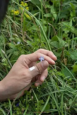 Wahlenbergia marginata