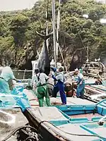 水揚げの様子