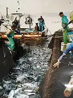 20世紀後半に導入された三津の定置網漁