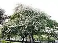 白い花
