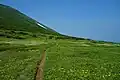 美瑛富士キャンプ地のお花畑