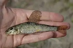 背びれの伸長したオスのツチフキ