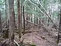 三峰雲取自然研究路への北側登山道は不明瞭だが、赤リボン有り