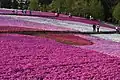 羊山公園の芝桜（2009年）