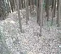 山城の竪土塁（芥川山城）
