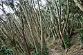 花嫁街道のマテバシイ林