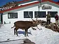 花立山荘に現れた男鹿