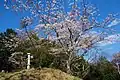 芳賀富士山頂
