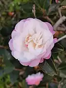 栽培品種'昭和之光'