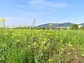 菜の花園