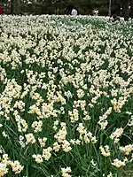東京・葛西臨海公園の水仙(2011年1月30日撮影)