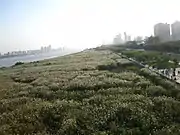 葦の花満開の漢口揚子江バンド