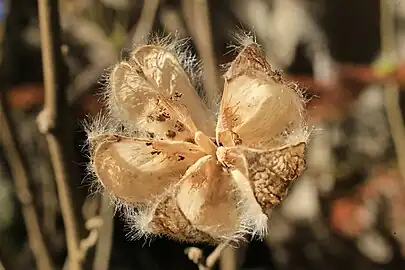 実がはじけた状態のフヨウの蒴果. 明月院にて