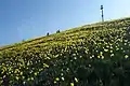 蓬萊山の水仙