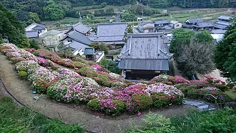 つつじの咲く裏山から眺めた朝日寺