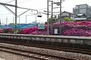 ホームとツツジ(2010年5月)