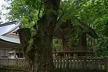 社殿と大けやき