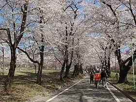 赤城南面千本桜(日本さくら名所100選)