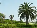 ヤシ科樹林