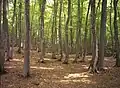 キョロロの森