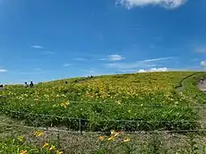 車山肩のニッコウキスゲ
