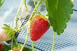 いちごハウス（いちご狩り）