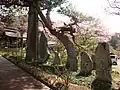 石碑と老木